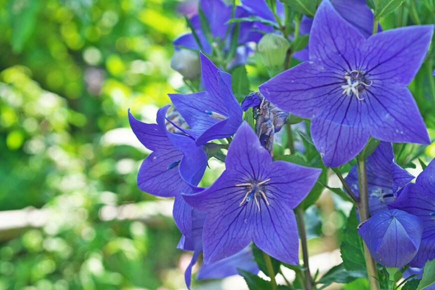 igaguri_1/istockphoto.com 