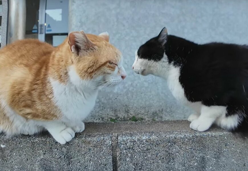 何を話しているの？港の猫ちゃんたちが顔を近づけて会話する姿にほっこり！「今日の天気は？」「くもりだにゃ～」