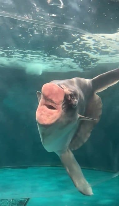 海響館のマンボウ