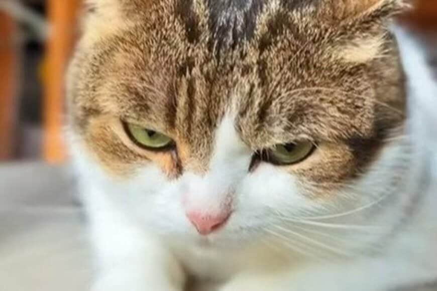 【ヤキモチ猫】飼い主が「猫カフェ」から帰宅すると…　「まさかの対応」が話題に