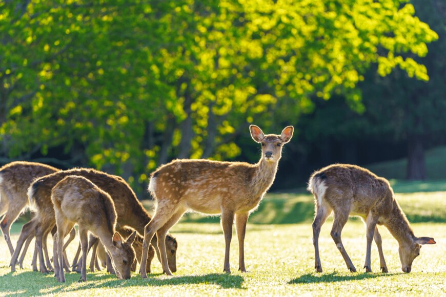 画像出所：Wako Megumi/shutterstock.com