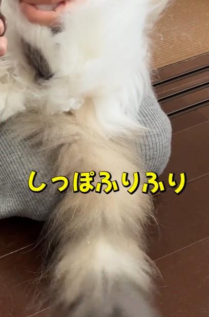 出所：@cat.kinakomochi