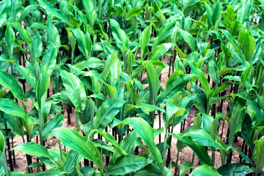 pinboke-oyaji/istockphoto.com