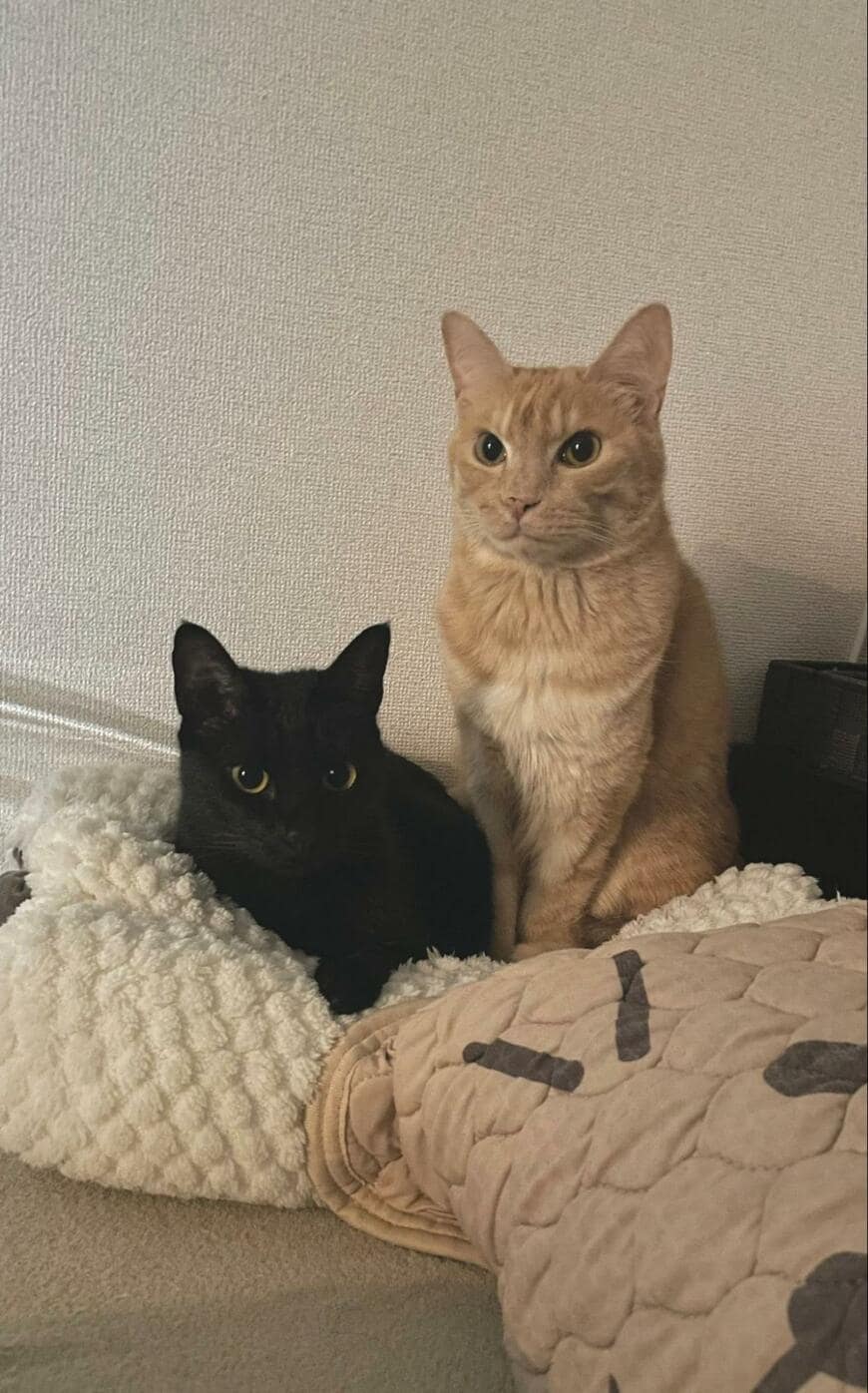 出所：＠Teagle_Noir