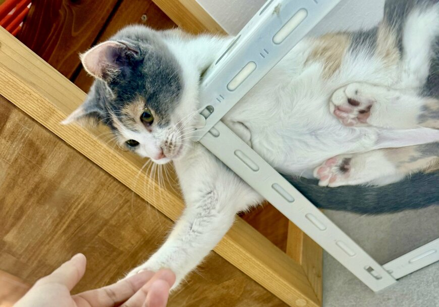 出所：@omochi_nam01