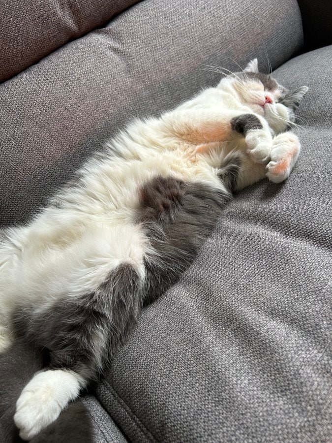 【急に言われましても…】あせった猫？飼い主さんのお願いにまさかの反応が可愛すぎた！