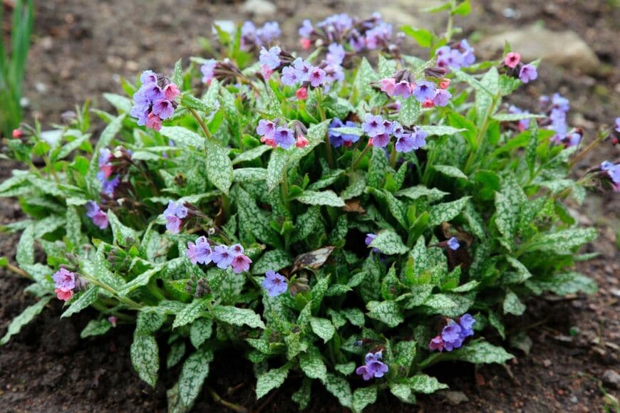 ピンクからブルーへと変化する花色が美しい「プルモナリア」