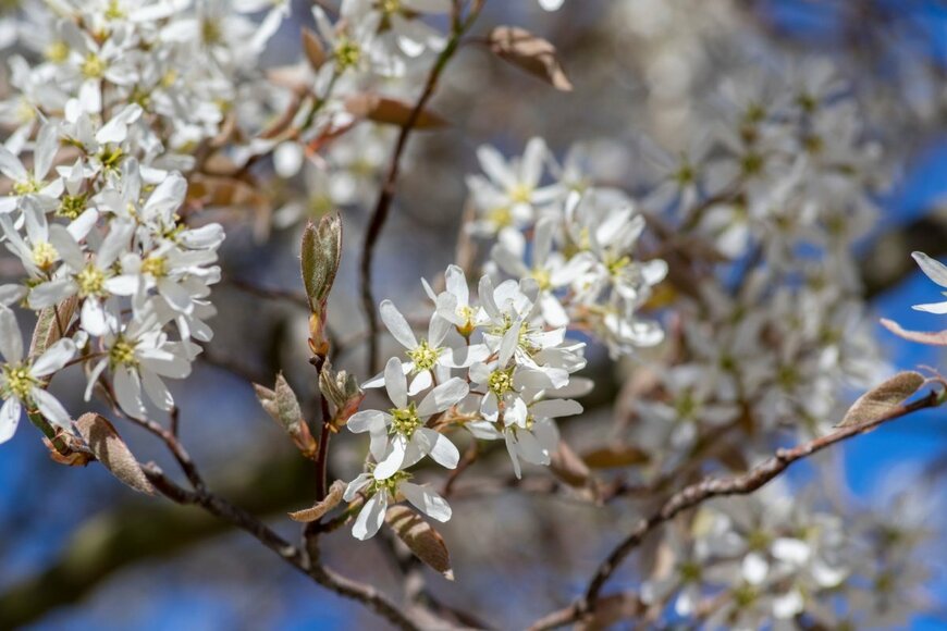 白い小花を枝いっぱいに咲かせているジューンベリー