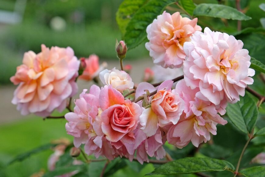 ピンクの花を咲かせている、コーネリア