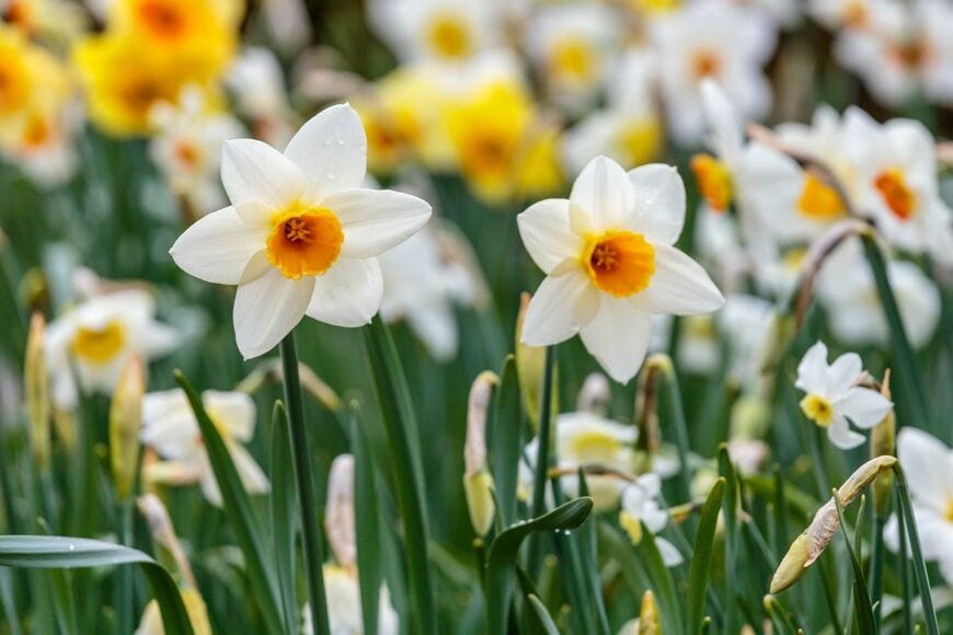 可憐な花と、爽やかな香りが魅力的な「スイセン」