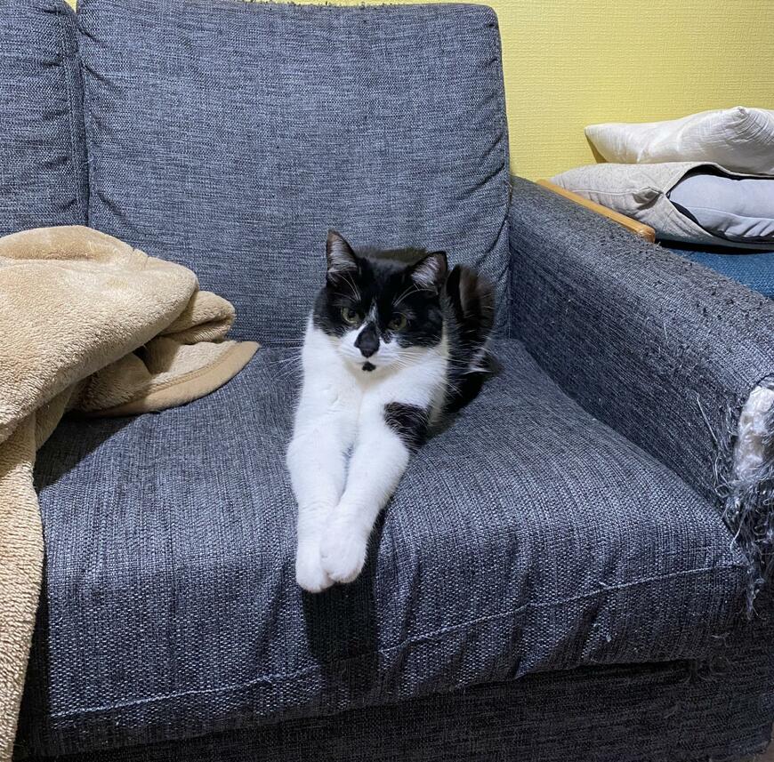 ソファの上の猫