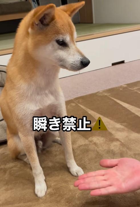座っている犬