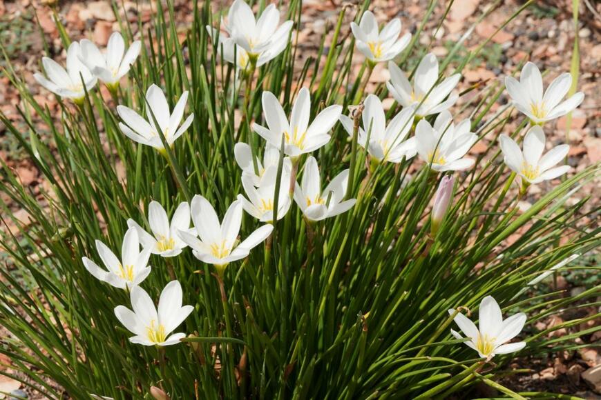 ゼフィランサスの花。色は白