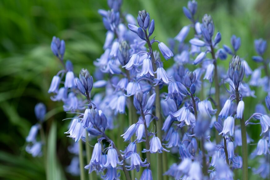 ヒアシンソイデスの花。色は薄いブルー。