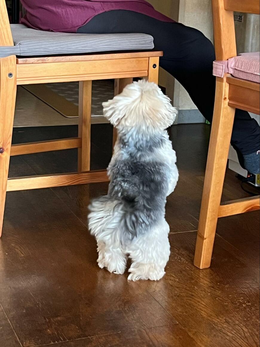 おねだりする犬