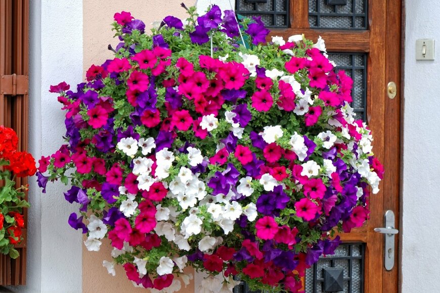 ペチュニアの花がハンギングバスケットに吊るされている。花の色はピンク、白、紫。