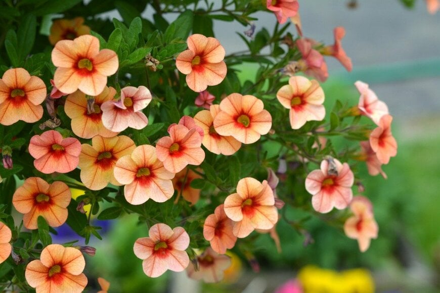 カリブラコアの花。色はオレンジ。花の形は丸い
