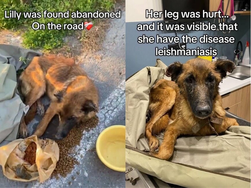 出所：<u><a href="https://www.instagram.com/p/DXqu8KZCPx9/" target="_blank">@bronxfamiliaanimalshelter</a></u>