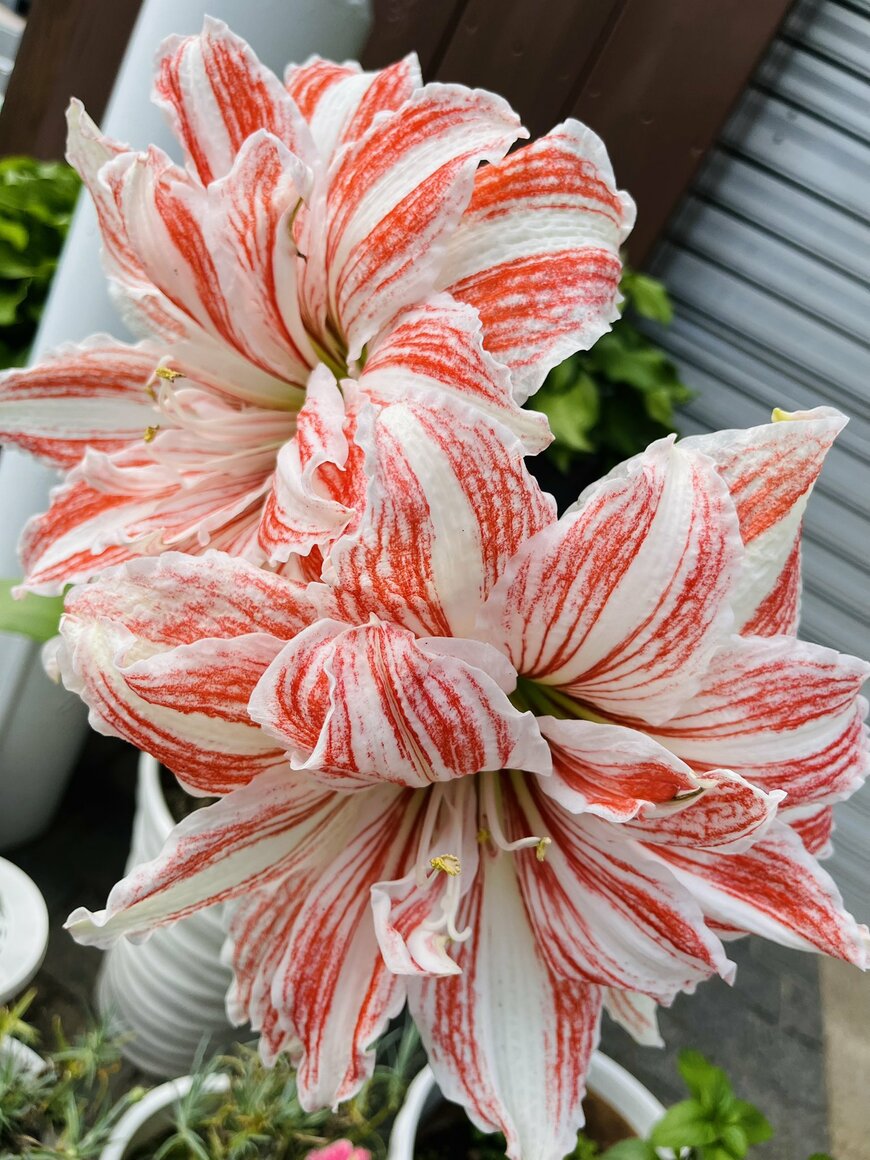 カニカマに似ているアマリリス