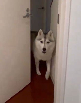 トイレのドアとハスキー犬