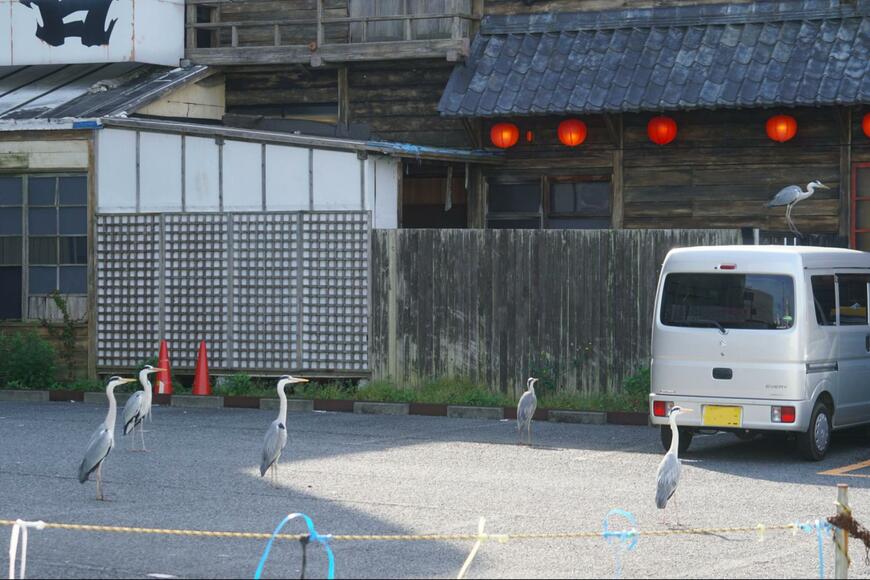 アオサギの集団