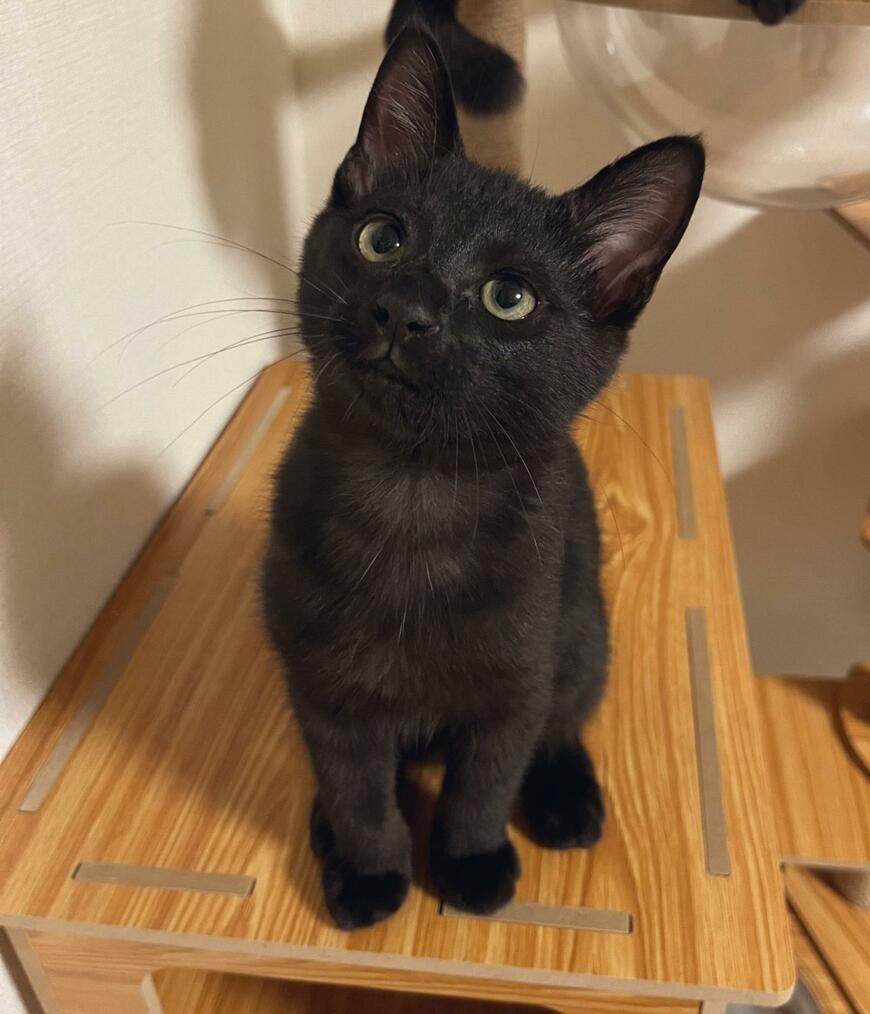黒猫の赤ちゃん