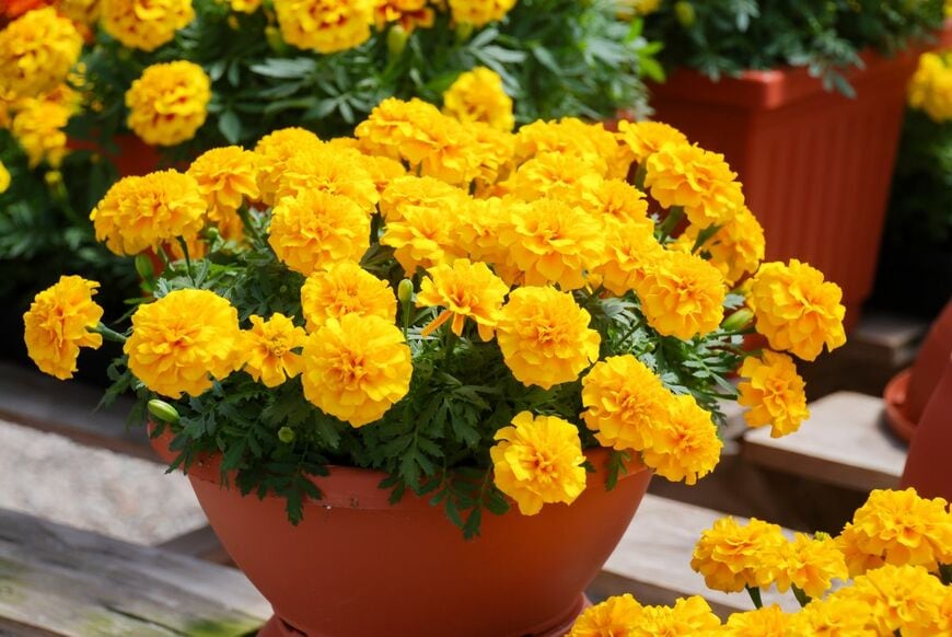 植木鉢で黄色い花を咲かせている、マリーゴールド
