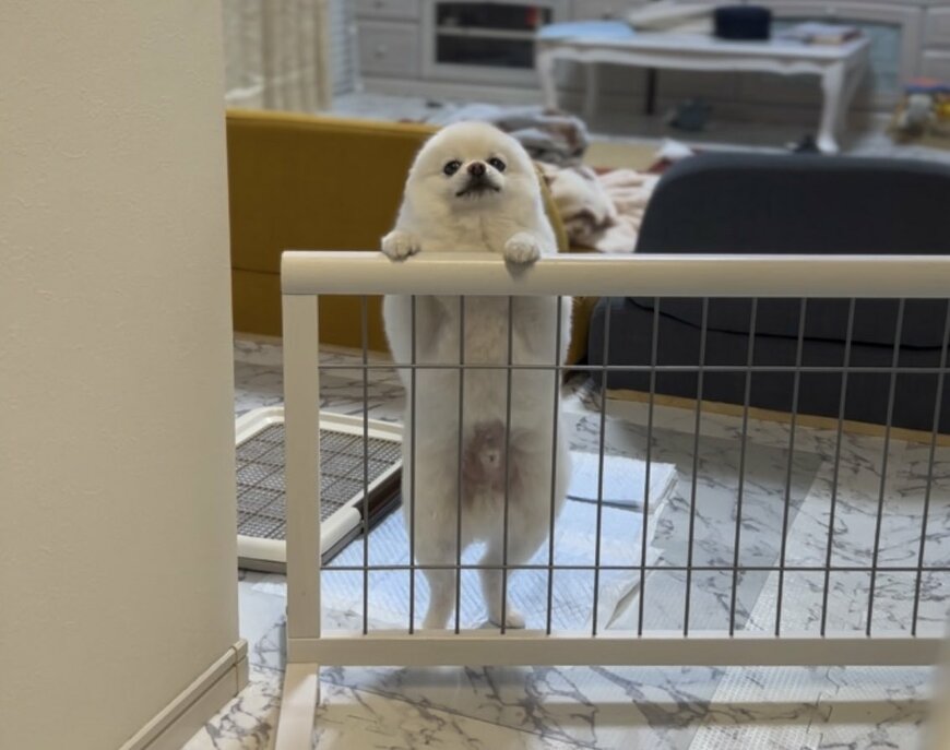 全力で吠える犬