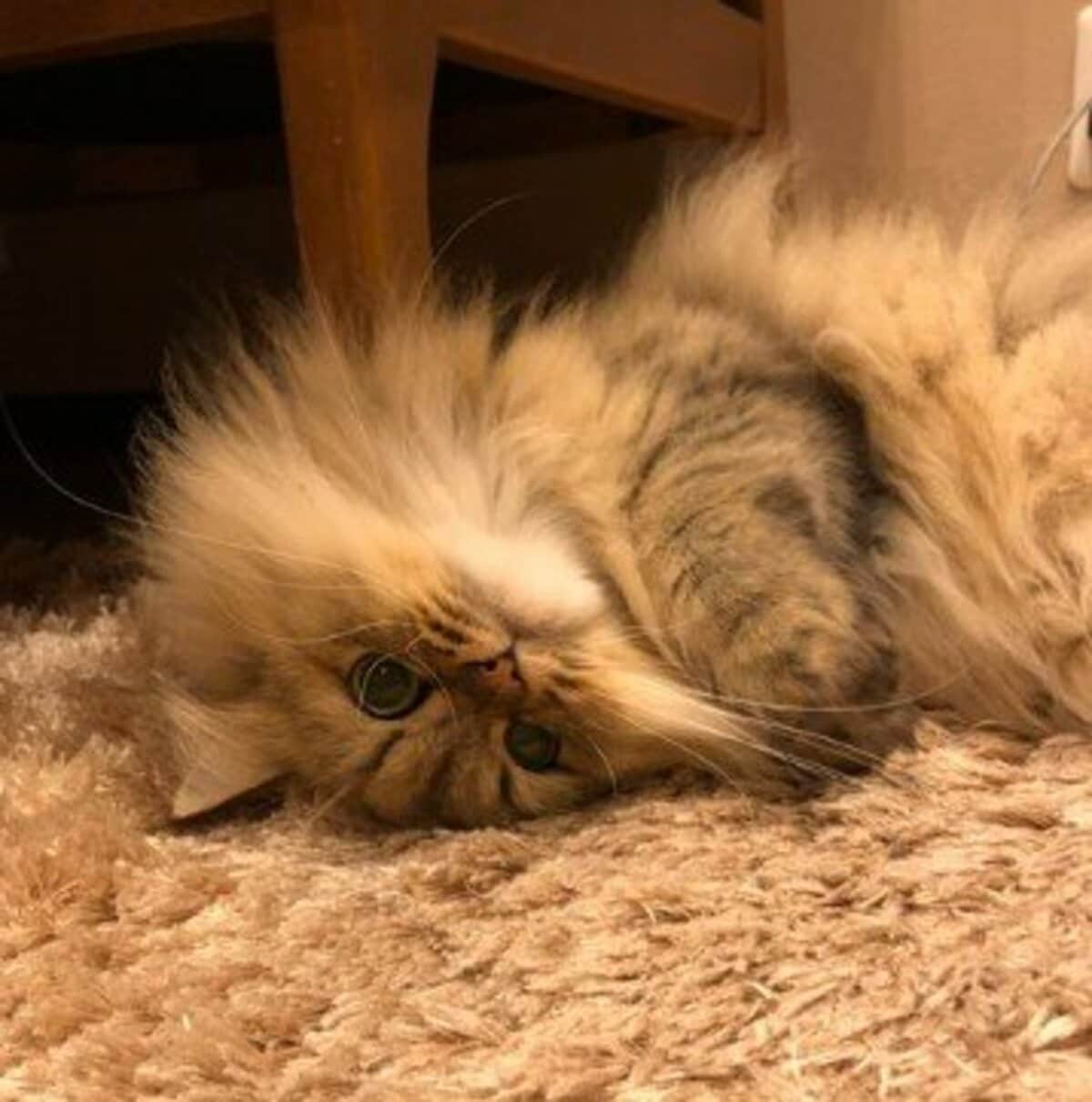 【隙間にフィット】フワフワな猫が隙間に挟まった結果→凝縮されたモフモフと見つめるお目めがたまらない 「挟まってたって可愛い」 | LIMO | くらしとお金の経済メディア