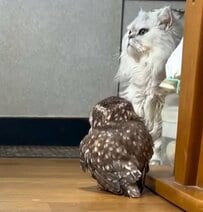【猫とフクロウの兄妹】たま～に見せる密着タイムに癒される人続出！「仲良くて和みます」の声