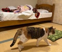 大阪のホテルで客室にふらっと入ってきた看板猫　自由気ままな姿に癒された結果…「全然眠れなくて最高」