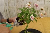 《園芸のプロが解説》今できる【ジニア切り戻し】2週間後の姿も！夏に強い花が秋までずっと咲く