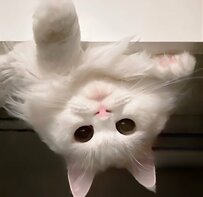 【寝起きにビックリ】逆さまから圧をかけてくる猫ちゃんが話題「朝から白まんじゅうが襲来！」