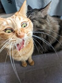 【まるで大雪にびっくりしたよう】驚く猫ちゃんの“叫び顔”に「びっくりだね」寄り添う声も