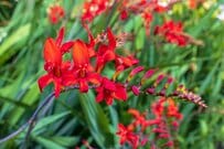 庭になじめば「手間いらずでほぼ勝手に育つ」オシャレな多年草3選《植え付け適期はいま》