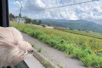 どうしても「外の空気を吸いたい犬」に思わず二度見　強風を受け続ける姿に「もうなにか分からないね」