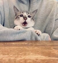 ションボリ顔の元保護猫さんが「猛抗議」まさかの理由が可愛すぎる