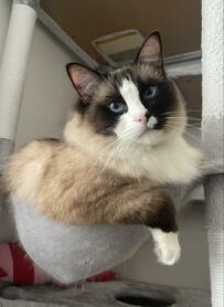 猫2匹の「マッチョ対決」が話題　思わず笑ってしまう魅せ方が素敵