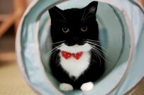 【ほっこり】真ん丸お目目の猫ちゃんが時折見せるギャップに反響多数！愉快な変貌ぶりに1万いいね