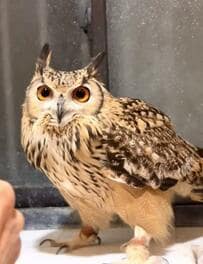 【82歳ばあちゃんが好きすぎるフクロウ】2人の激甘ご飯タイムに癒される人続出！