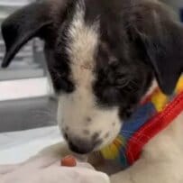 野犬の群れに襲われていた「仔犬」を保護　深刻な容態を乗り越えて幸せをつかむ姿に感動広がる
