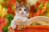 今月、10月支給分の年金から「振込額」が変わる人に送付される「年金振込通知書」があります