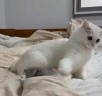 「ねずみの方が好き…」期待したおもちゃじゃなかったときの猫ちゃんの反応が笑える！