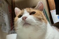 目をキラキラさせる三毛猫さん、食い入るように「見ていたもの」が可愛い！