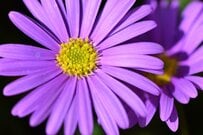 親が亡くなったときに残る「未支給年金」とは？最大3か月分のもらえる金額と3つの手続きポイントをFPが解説
