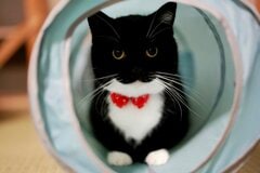 【ほっこり】真ん丸お目目の猫ちゃんが時折見せるギャップに反響多数！愉快な変貌ぶりに1万いいね