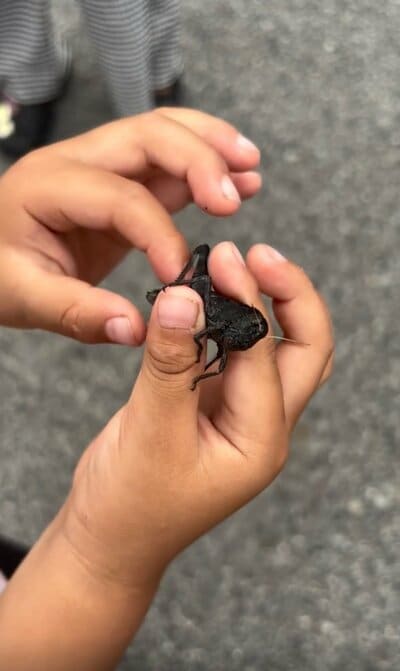 黒いバッタに思わず目を疑ってしまう