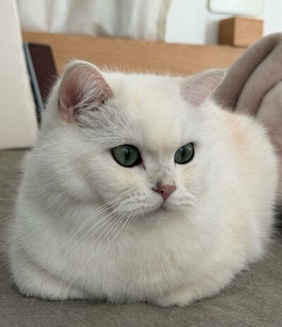 気品あふれる美猫のももくん