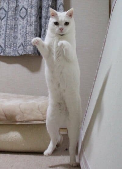 「びよ～ん」と驚きの長さです