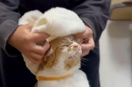 【お利口な猫】もこもこキュートな姿に変身　冬に似合うあったかスタイルがたまらない…